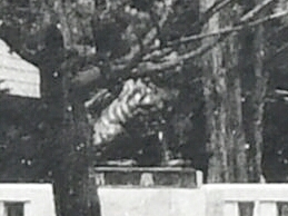 昭和11年の写真に写る三吉神社の狛犬（吽形）