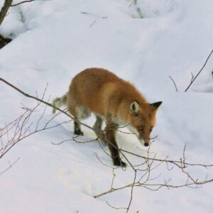 天神山緑地のキタキツネ