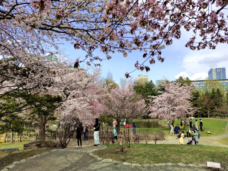 中島公園でお花見を楽しむ来園者