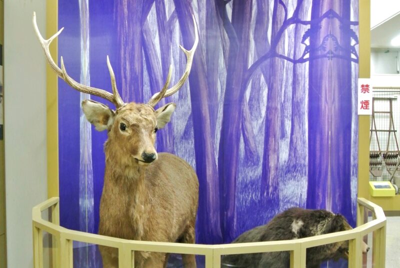屯田郷土資料館に展示のエゾシカとヒグマの剥製