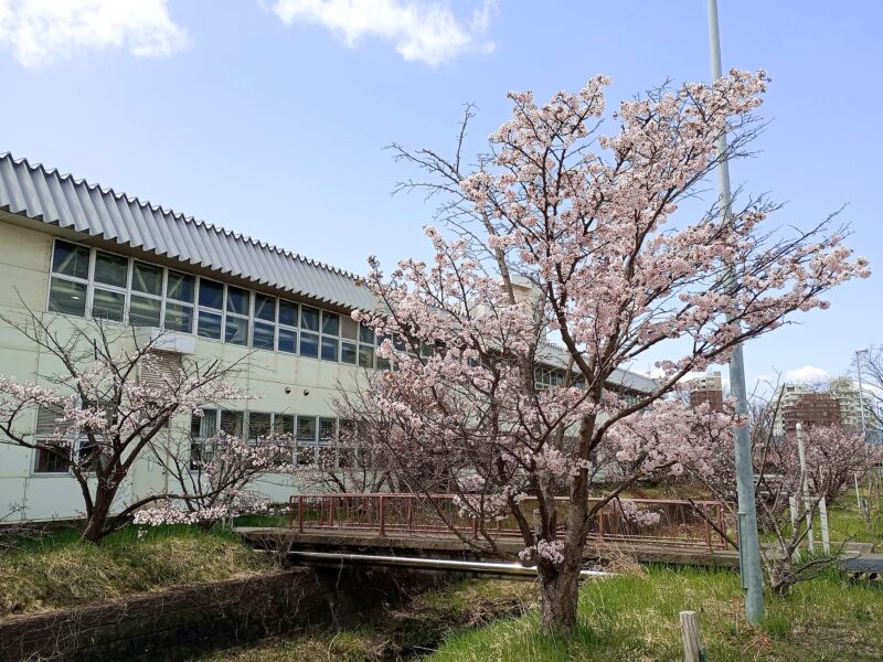 寒地土木研究所の構内を流れる精進川と千島桜