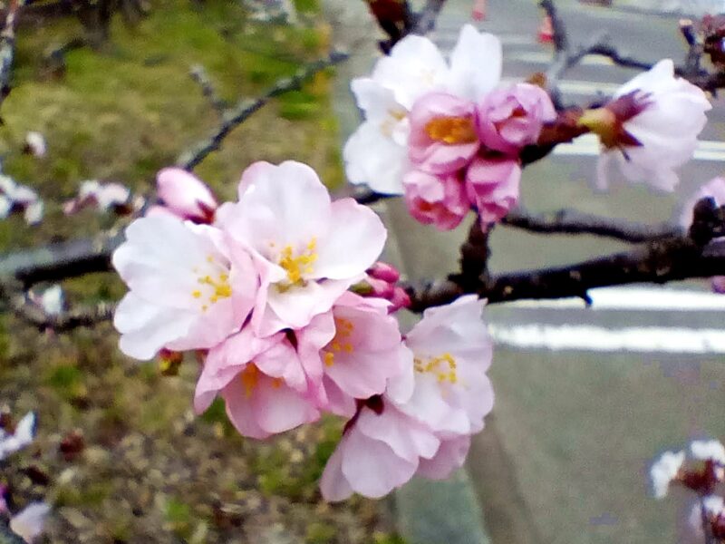 寒地土木研究所の千島桜の花のアップ写真