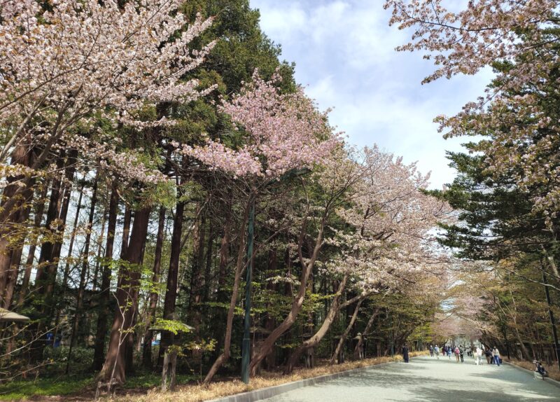 桜咲く北海道神宮の参道