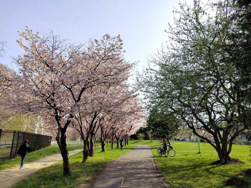 桜咲く発寒川緑地のサイクリングロードと遊歩道