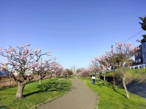 発寒河畔公園の梅