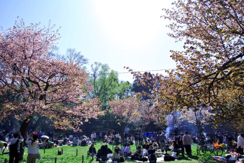 円山公園でお花見をしながらジンギスカンを楽しむ人々