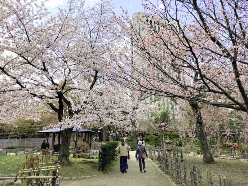 中島公園の日本庭園と桜