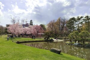 中島公園の日本庭園の池と桜