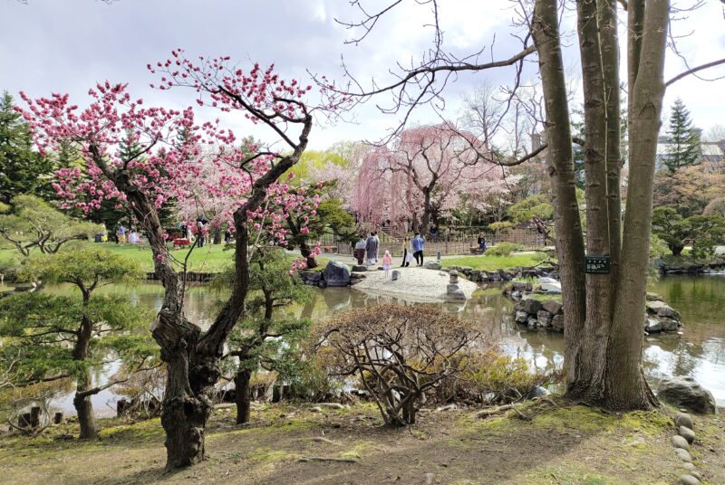中島公園の日本庭園の梅と桜