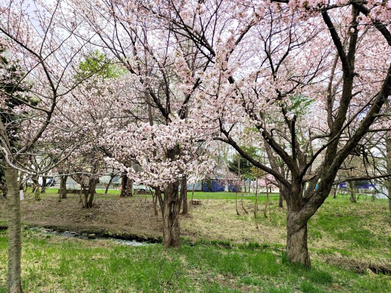 精進河畔公園の桜と精進川