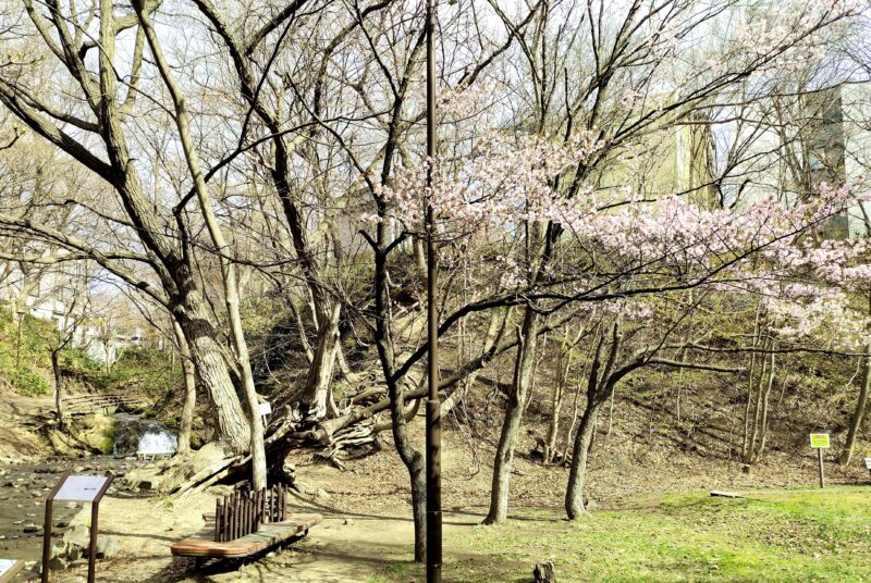 精進川の滝と桜