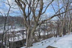 宮の森緑地の冬（三角山小学校方面）