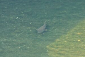 札幌市下水道科学館の前を流れる創成川で見かけた魚影
