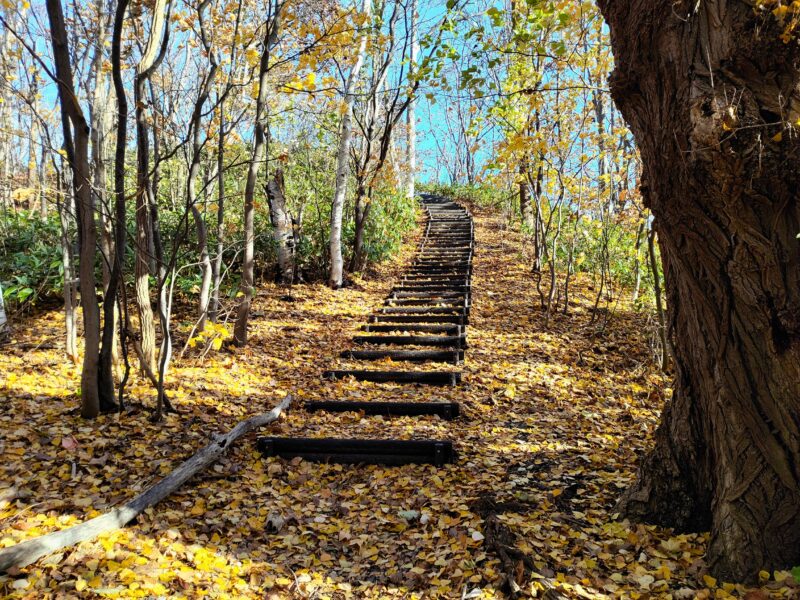 宮の森緑地の階段（彫刻美術館側）の秋