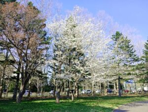 真駒内公園の桜