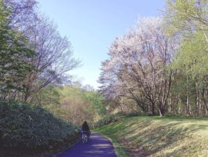 真駒内公園の桜