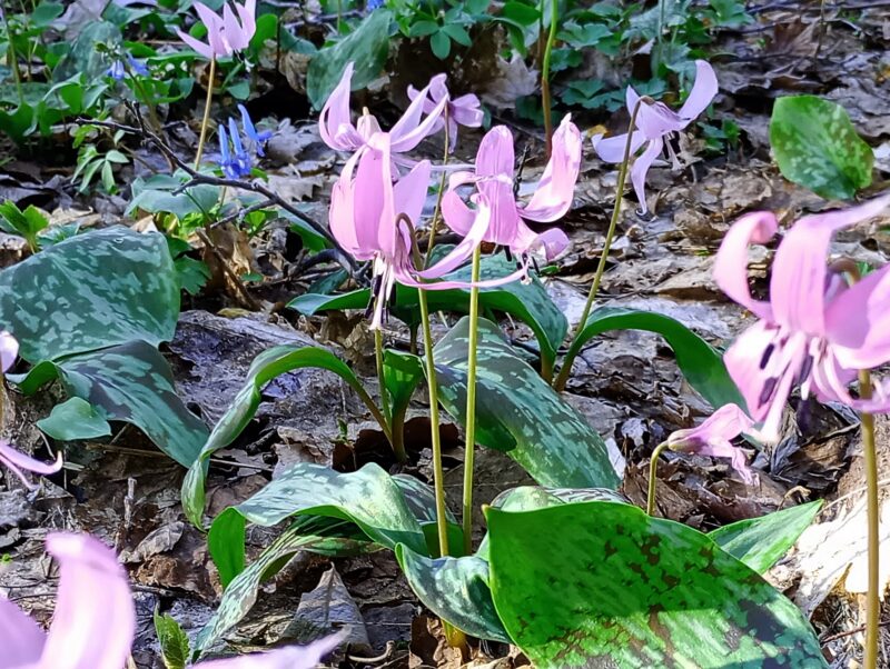 真駒内公園のカタクリの花