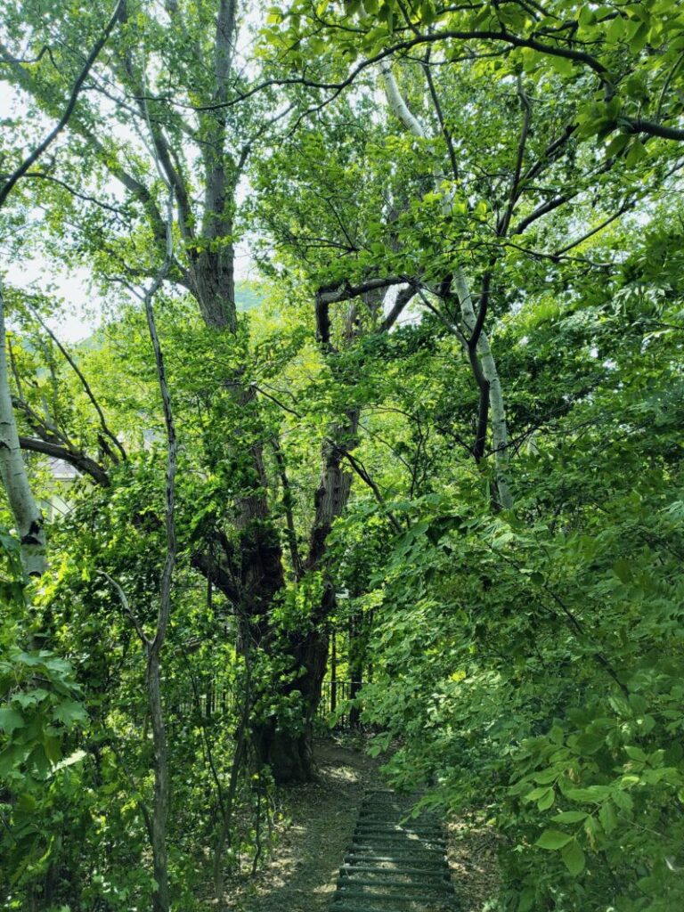 宮の森緑地のポプラの大木