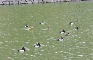 月寒公園のボート池に浮かぶオシドリとキンクロハジロ