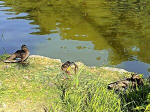 月寒公園の池のほとりで休むマガモ