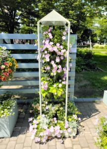 花フェスタ札幌2024　６丁目会場　ハンギングのある風景の作品
