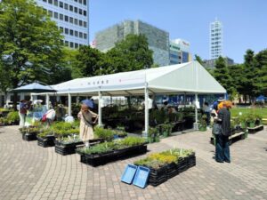 花フェスタ札幌2024　７丁目会場　園芸品の展示即売会