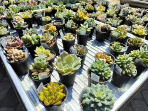 花フェスタ札幌2024　７丁目会場　園芸品の展示即売会