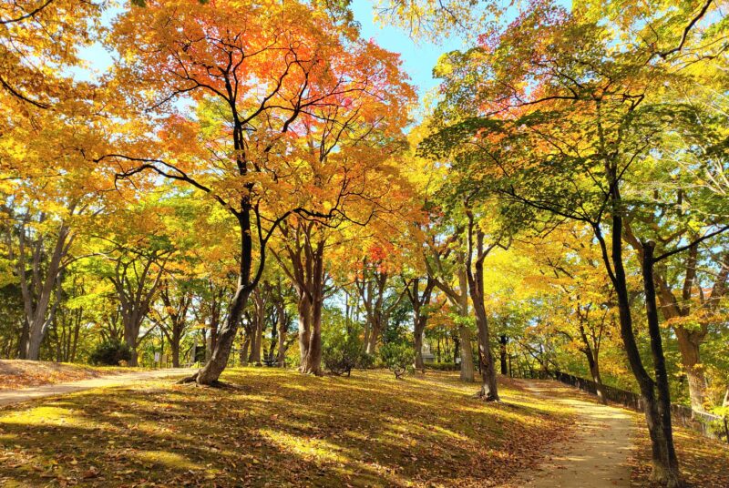 月寒公園の紅葉