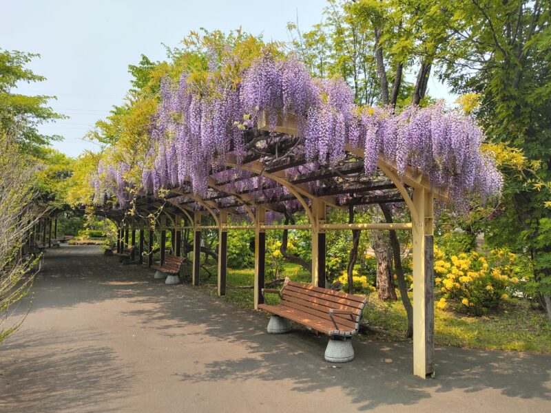 月寒公園から伸びる緑道の藤棚