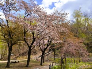 月寒公園の桜
