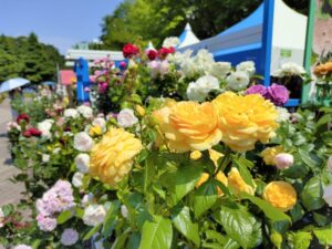 花フェスタ札幌2024　７丁目会場　園芸品の展示即売会