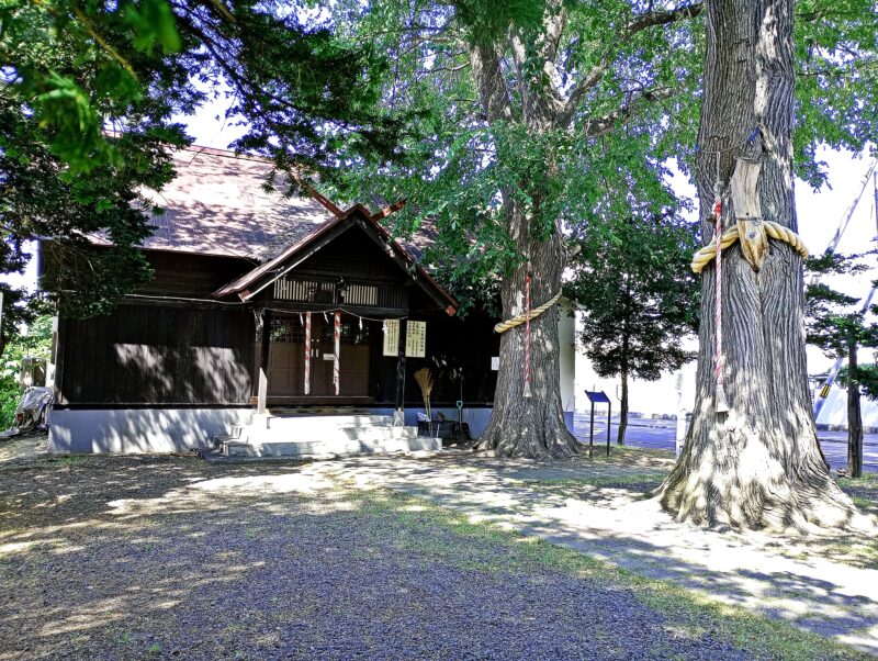 中の島神社のご神木のハルニレ