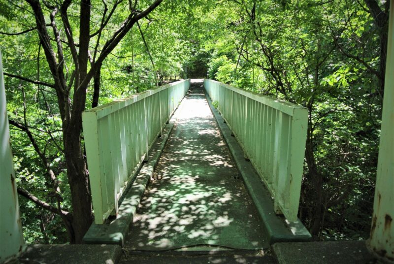 旭山記念公園の森の散策路の吊り橋