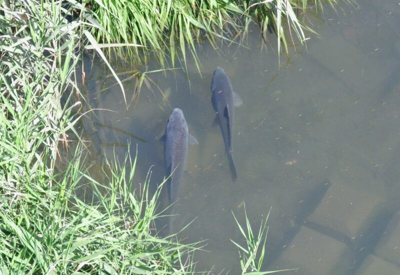 琴似川と新川の合流地点の鯉