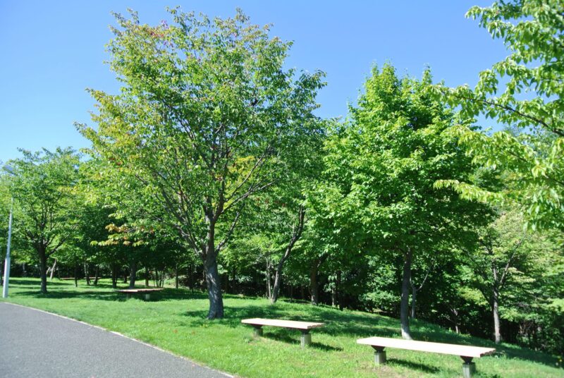 旭山記念公園のエゾヤマザクラ