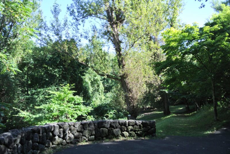 旭山記念公園の巨木の谷