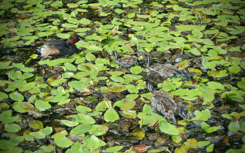 五天山公園で見かけたカイツブリの親子