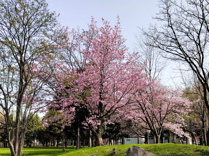 発寒西陵公園の桜