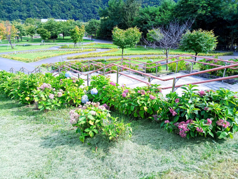 五天山公園の花園の丘