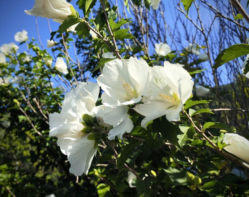 福井緑地で見かけたムクゲの花