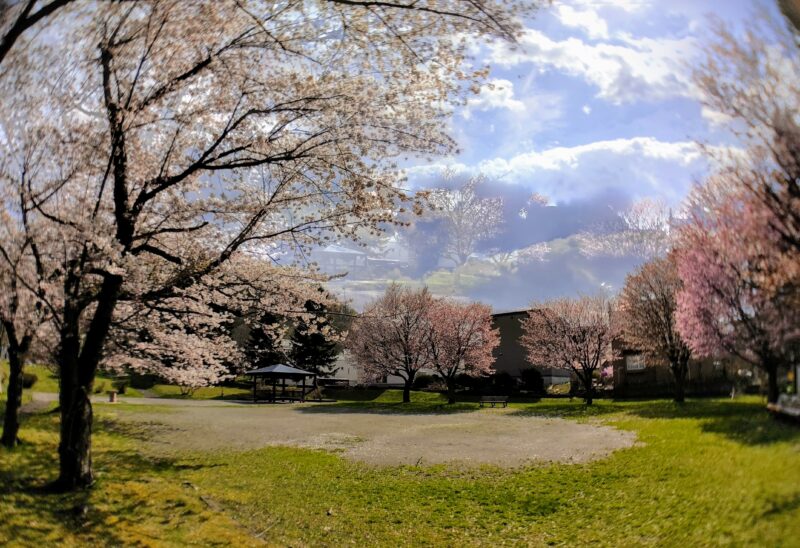 福井緑地の桜