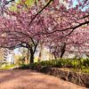 ミニ大通の桜