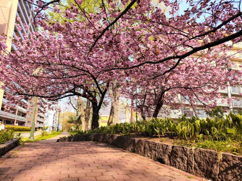 ミニ大通の桜