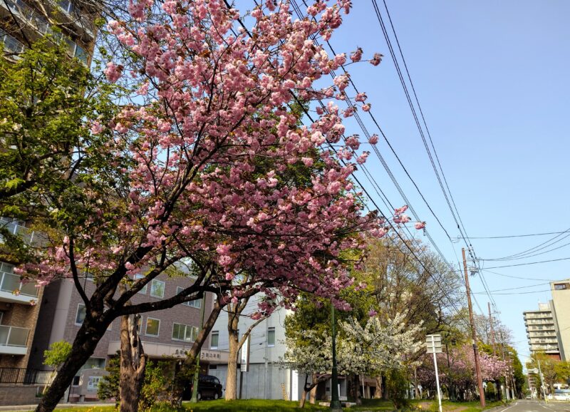 紅白が美しいミニ大通の桜