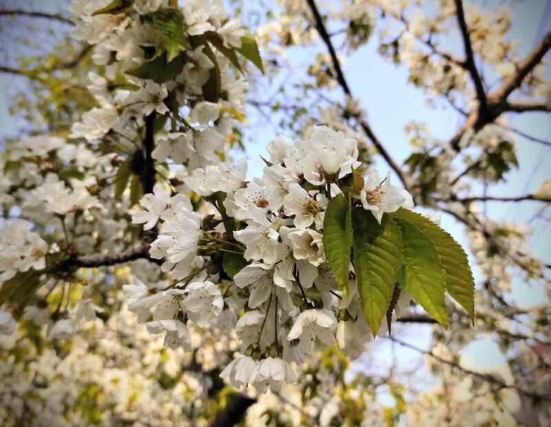 ソメイヨシノの花