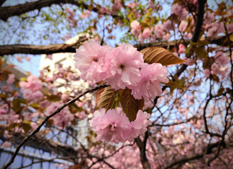 エゾヤマザクラの花