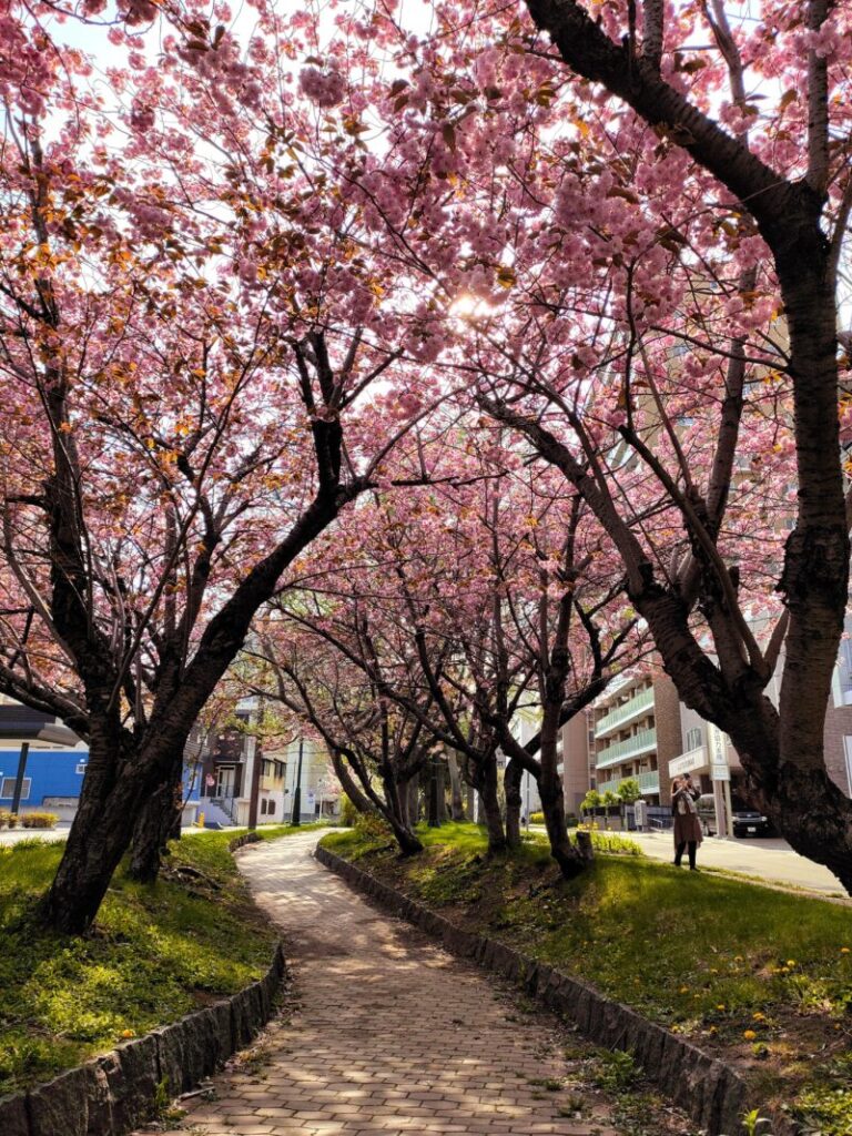 ミニ大通の桜のトンネル