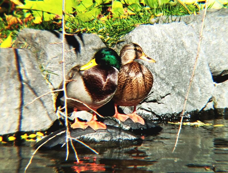 札幌市豊平区の月寒公園の鴨（32倍）