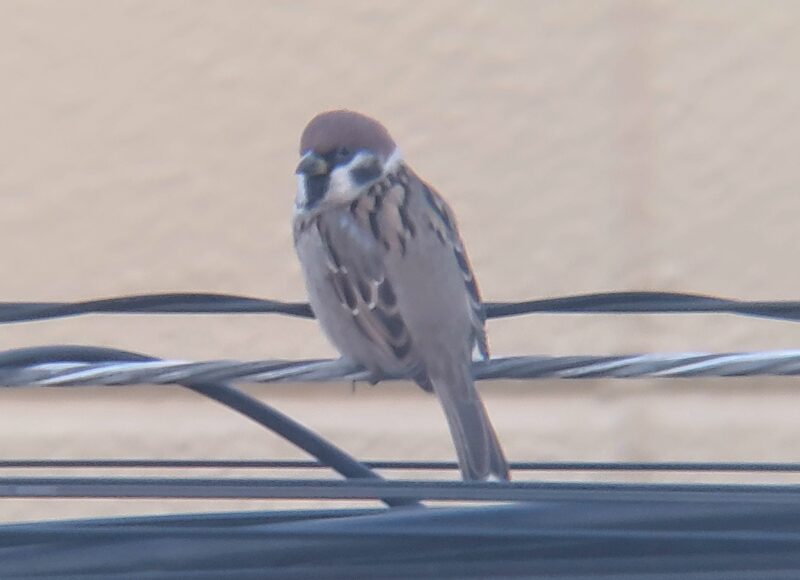 リアルプロクリップレンズで撮影した近所のスズメ