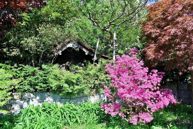 木々に囲まれた龍神神社(若松龍神)